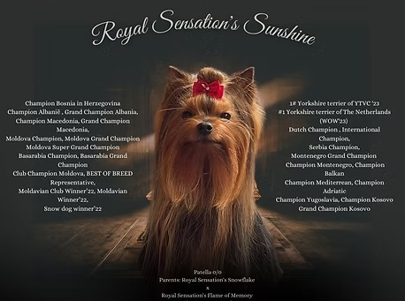 Royal Sensation's Sunshine