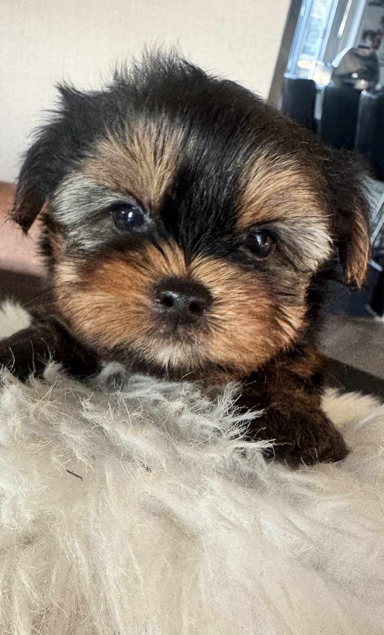 Biewer puppy 1
