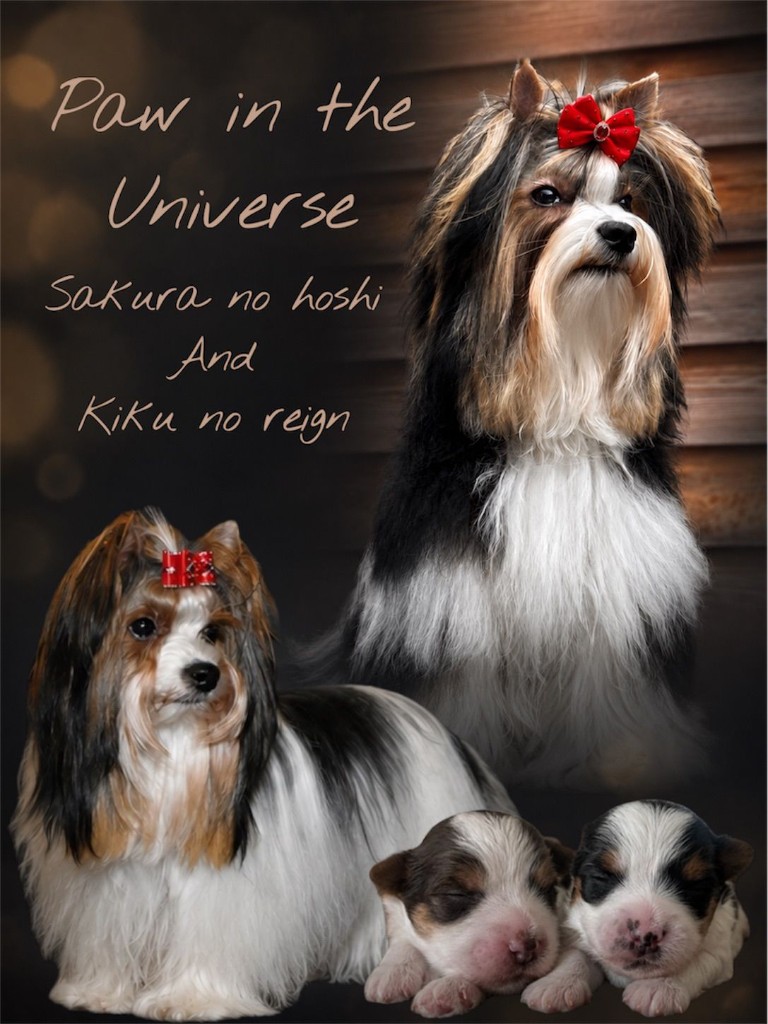 Pups van Paw in the Universe